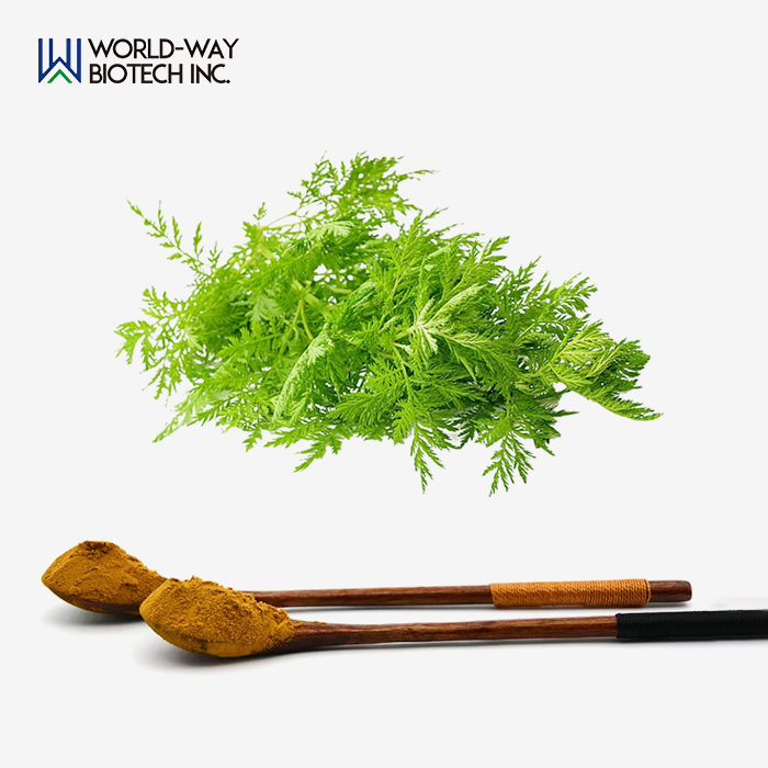 Artemisia Vulgaris Extract Powder Artemisia Vulgaris Extract Powder
